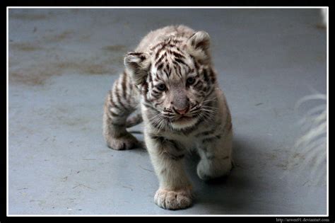 Snow Tiger Cubs Wallpaper