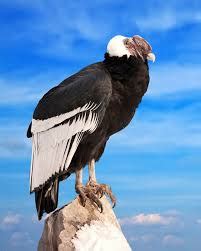 Condor Bird in Peru: The largest bird in the world | Peru Expeditions Tours