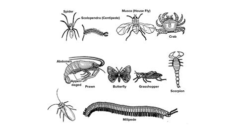 Mention any eight characteristics of phylum Arthropoda.