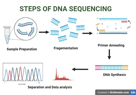 DNA Sequencing- Definition, Principle, Types, Steps, Applications ...