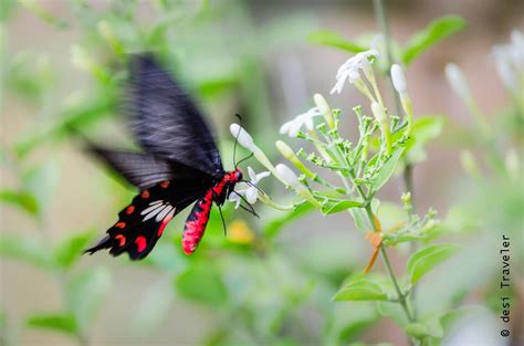 Butterfly Garden Changi Airport Singapore