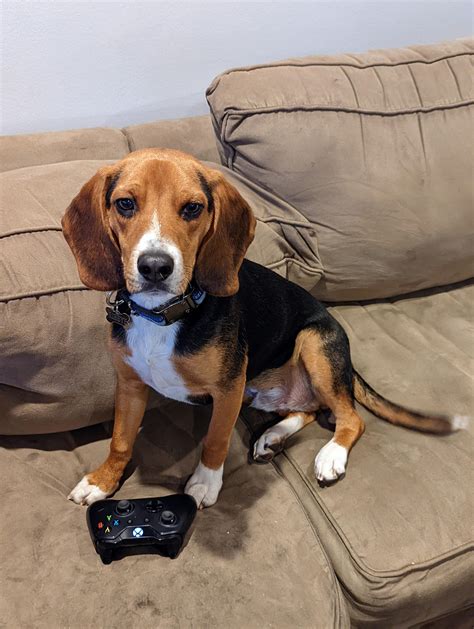 Beagle or beagle + hound mix? (Possibly coonhound) : r/beagle