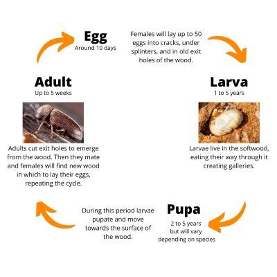 Wood Boring Beetles - Wood destroying organisms | MABI USA