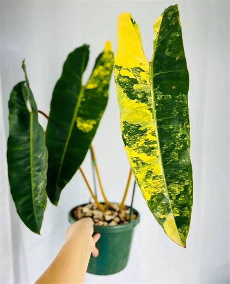 Philodendron billietiae Care, Variegated, Propagation and for Sale ...