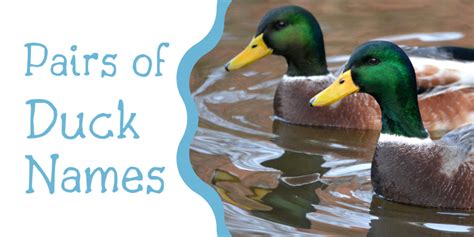 250+ Duck Names for Your Feathered Friend (From Aflac to Xerxes ...