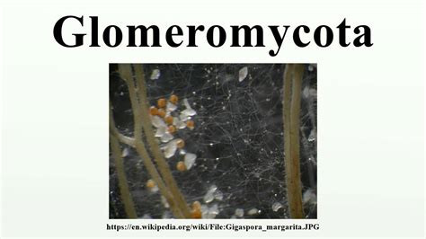 Glomeromycota Life Cycle