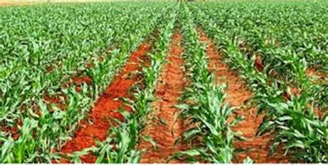 Cultivation of Maize: Step by Step Method Explained