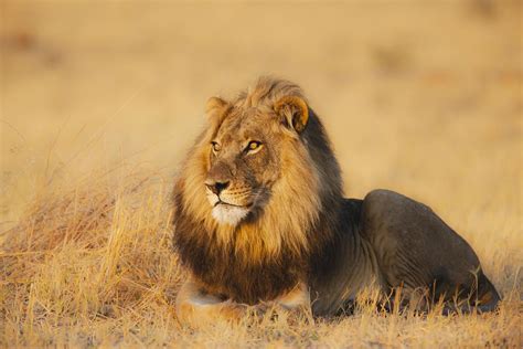 Africa's Top 12 Safari Animals and Where to Find Them