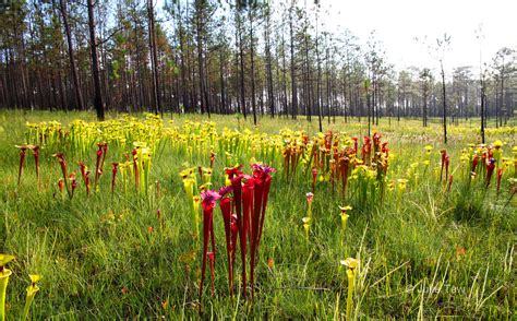 Longleaf Pine Savanna: A Botanist’s Paradise | Trees Atlanta