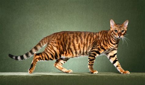 10 Famous Striped Cat Breeds in the World - Tail and Fur