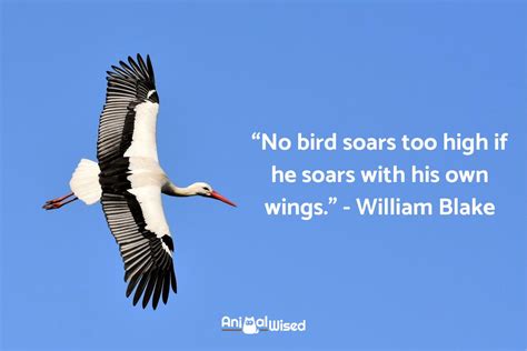 70+ Bird Sayings and Phrases - Quotes and Idioms With Birds