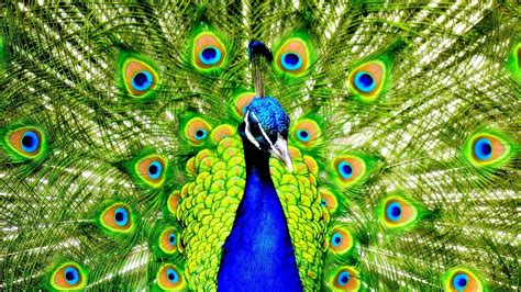 Peacock Wallpaper HD - Best Wallpaper HD Pfau Wallpaper, Pfau ...