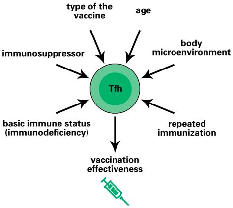 Vaccines | Free Full-Text | Characteristics and Roles of T Follicular ...