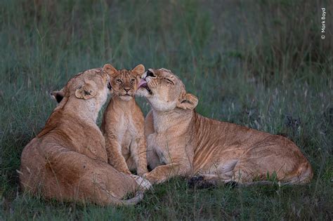 The People's Choice Award | Wildlife Photographer of the Year | Natural ...