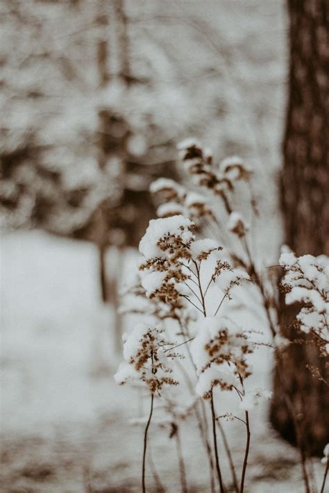 ️🌲🌨️winter aesthetics 🌙 photo idea🤍 atmosphere forest details ️ magic ...