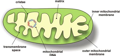 Mitochondria Structure And Components Download Scientific Diagram ...