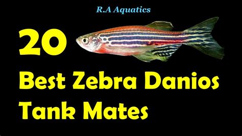 Top 20 Zebra Danio Tank Mates | 20 Best Zebra Danio Tank Mates | Zebra ...