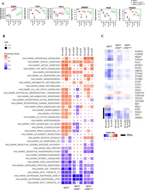 Effect of elacestrant versus fulvestrant on ER-mediated transcription ...