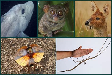 Los animales más raros del mundo【LA LISTA MÁS COMPLETA】con 57 especies