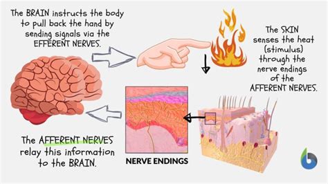 Afferent Nerve - Definition and Examples - Biology Online Dictionary