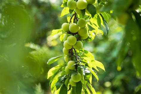 Cherry plum trees: growing Prunus cerasifera - Plantura