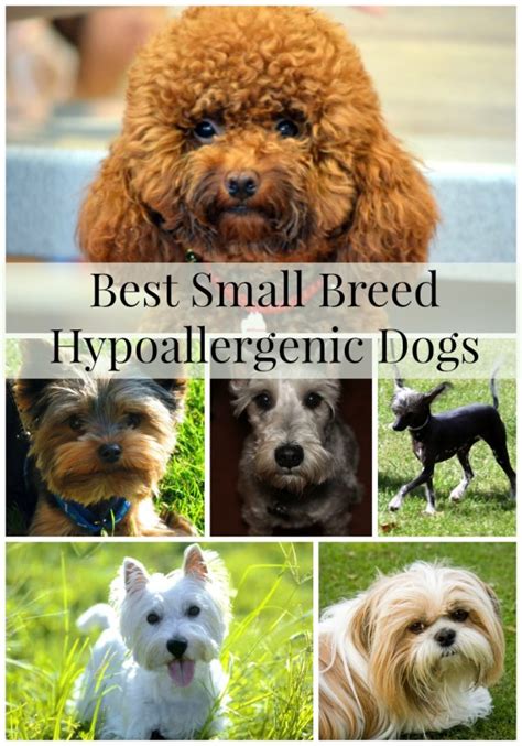 Best Small Breed Hypoallergenic Dogs- DogVills