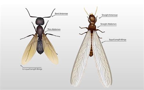 Termites australia