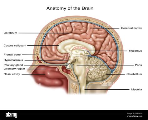 Anatomie du cerveau, illustration Photo Stock - Alamy