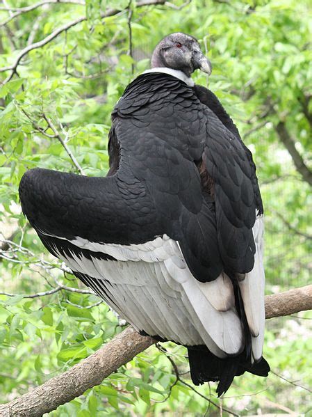 Vulture - Andean Condor Information for Kids