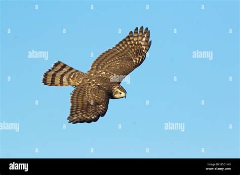 Cooper's Hawk In Autumn Migration Stock Photo - Alamy