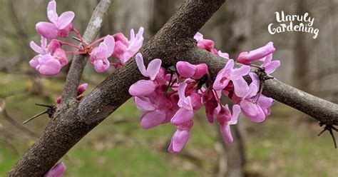 Identifying & Using Redbud Flowers - Unruly Gardening