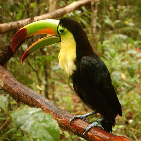 Keel-billed toucan - Wikipedia