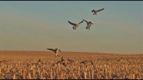 Goose Hunting Minnesota - October Corn Field Hunt - YouTube