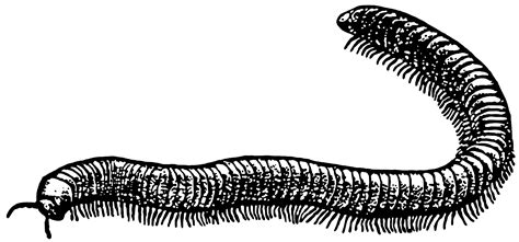 Centipede ClipArt Black And White