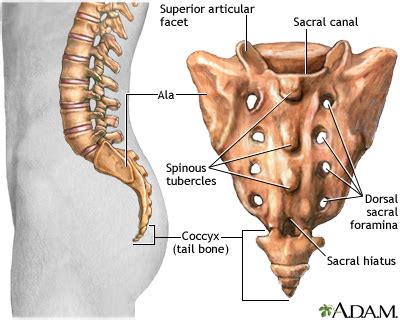 Sacrum: MedlinePlus Medical Encyclopedia Image