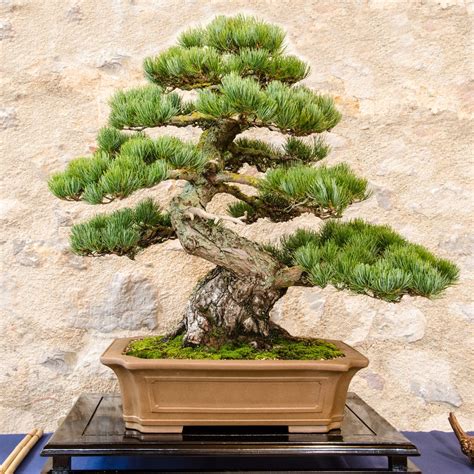 13 Types of Bonsai Trees (by Style and Shape Plus Pictures) - Tendig