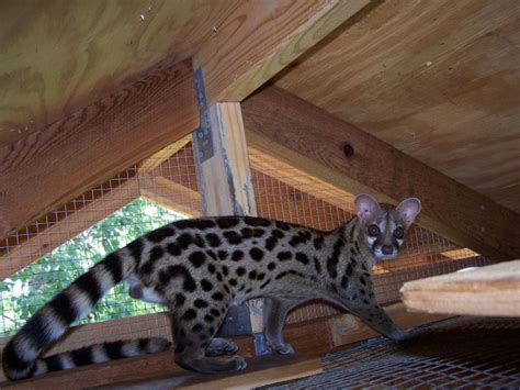 Caring for Spotted Genets as Pets - PetHelpful