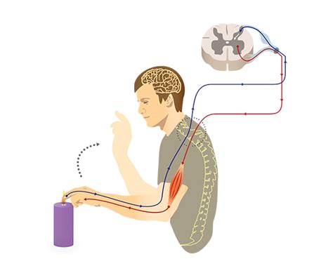 Somatic nervous system examples - wsbezy