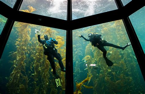 What's keeping the famed Monterey Bay Aquarium from reopening?