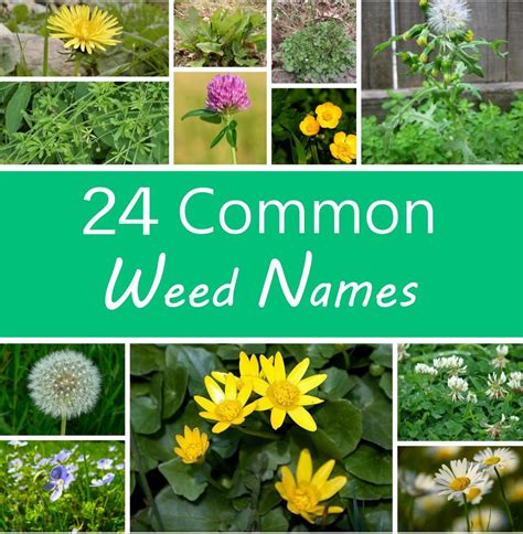 A Guide to Names of Weeds (With Pictures) - Dengarden