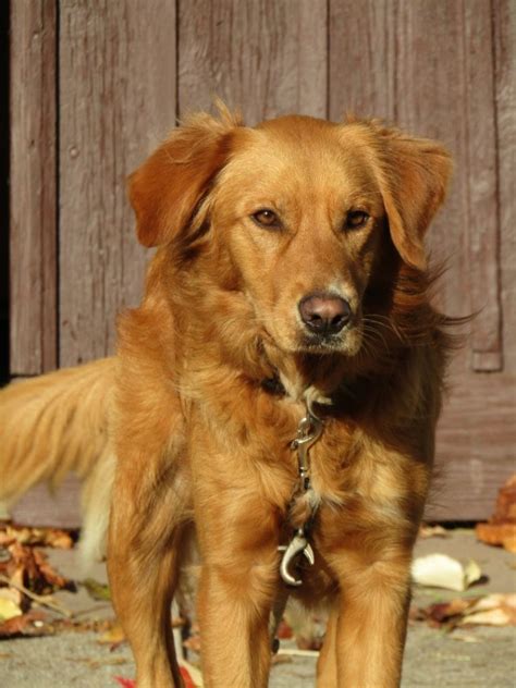 10 Golden Retriever Rescues Looking For Fosters And Adopters ...