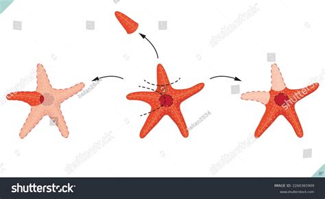 Biology Starfish Regeneration Schematic Regeneration Event Stock Vector ...