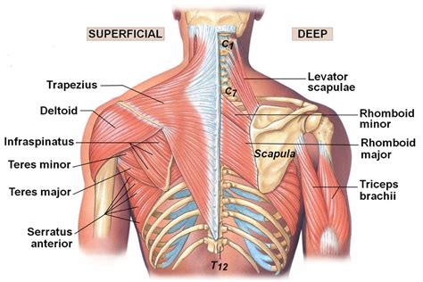 Three Keys to Solving Chronic Neck Pain | Impulse Sport Therapeutics