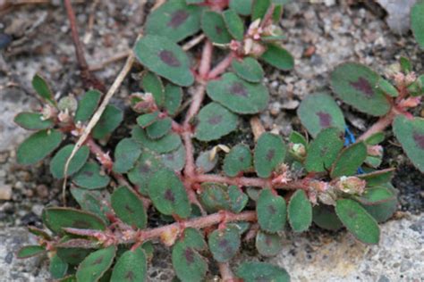 Spotted Spurge: The Weed Nobody Knows - Laidback Gardener