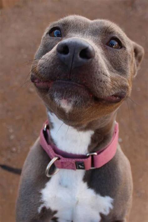 These Dogs Have the Best Smiles @KaufmannsPuppy | Cute dogs, Cute ...