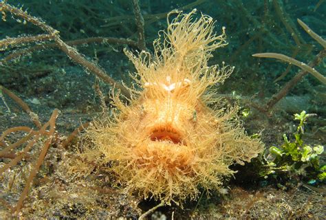 Frogfish, The Overlooked Camouflage Artist | Maduro Dive | Exclusive ...