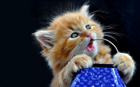 Cute Kitten Desktop Wallpapers - Wallpaper Cave