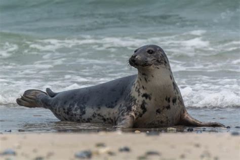 What Do Seals Eat? (Diet & Facts)