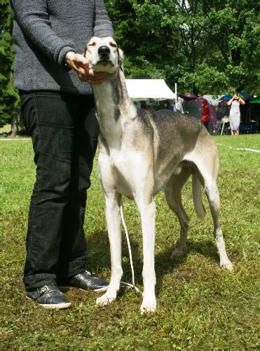 Polish Greyhound (Chart Polski)Info, History, Temperament, Pictures