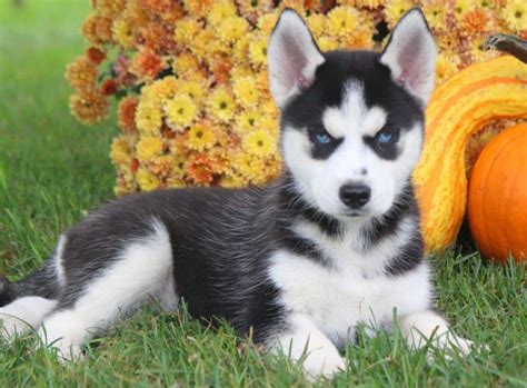 Siberian Husky Puppies For Sale | Health Guaranteed | Keystone Puppies ...